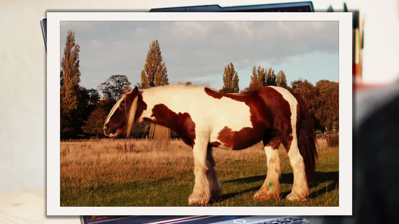 A pinto horse reference photo